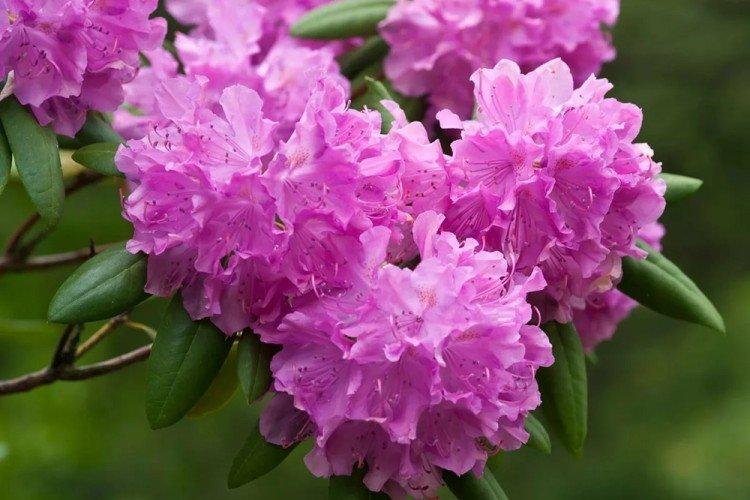 Rhododendron - photo
