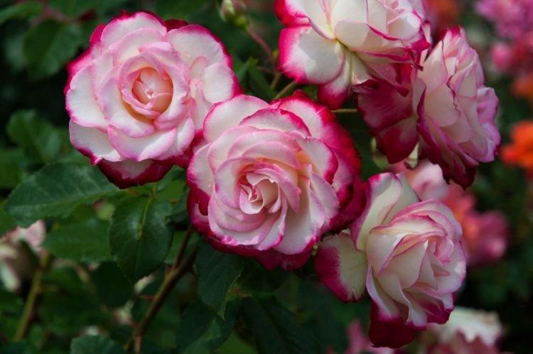 Rosier Floribunda Jubile du Prince de Monaco - les meilleures variétés pour la région de Moscou