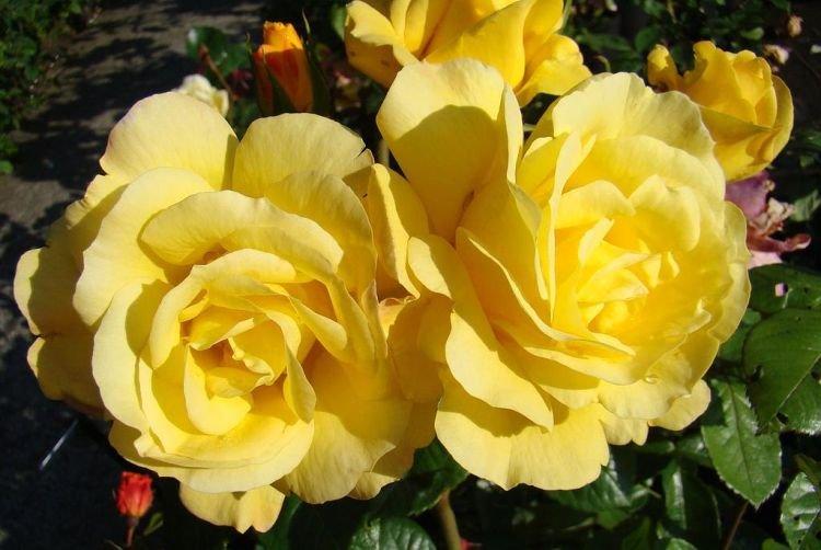 Floribunda rose Arthur Bell - les meilleures variétés pour la région de Moscou