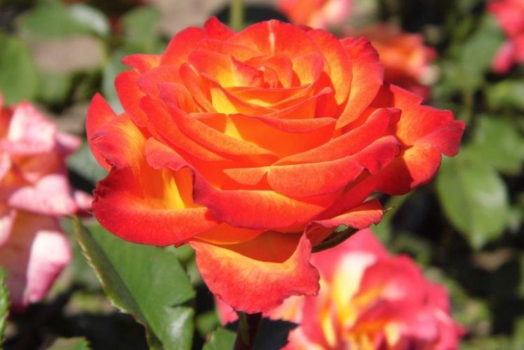 Floribunda rose Circus - les meilleures variétés pour la région de Moscou