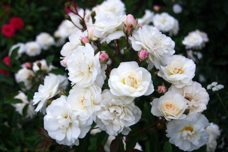 Floribunda rose Schneewittchen - les meilleures variétés pour la région de Moscou
