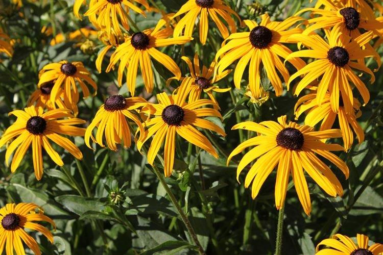 Informations générales - Rudbeckia