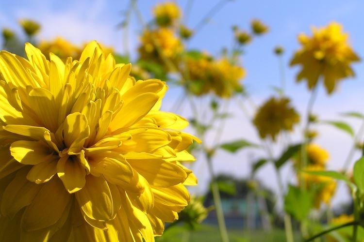Rudbeckia disséqué - Types et variétés