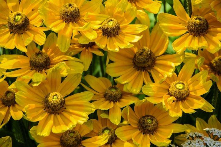 Rudbeckia enveloppante - Types et variétés