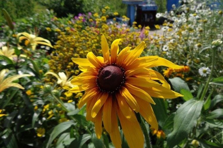 Sol - Rudbeckia Care