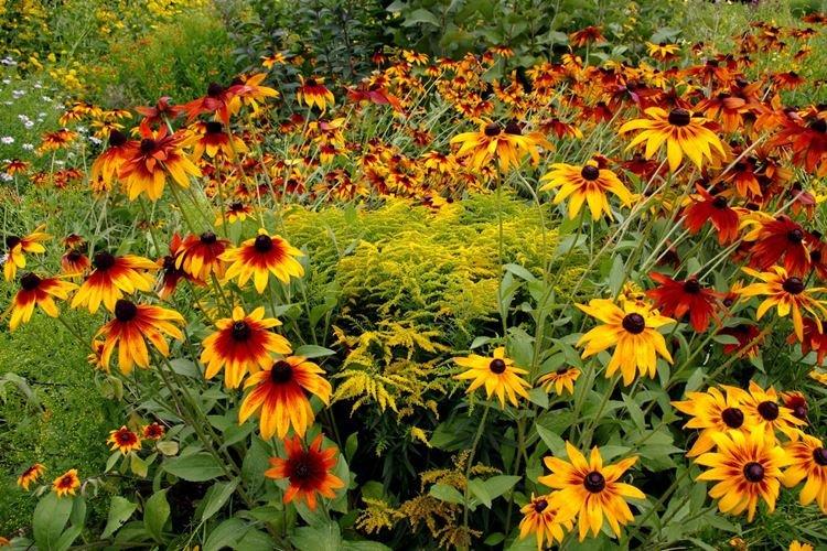 Transplantation et reproduction - Rudbeckia Care