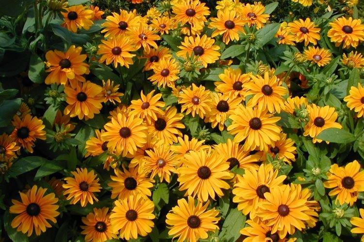 Rudbeckie - photo