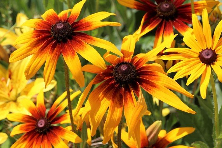 Rudbeckie - photo
