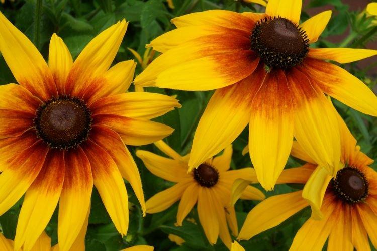 Rudbeckie - photo