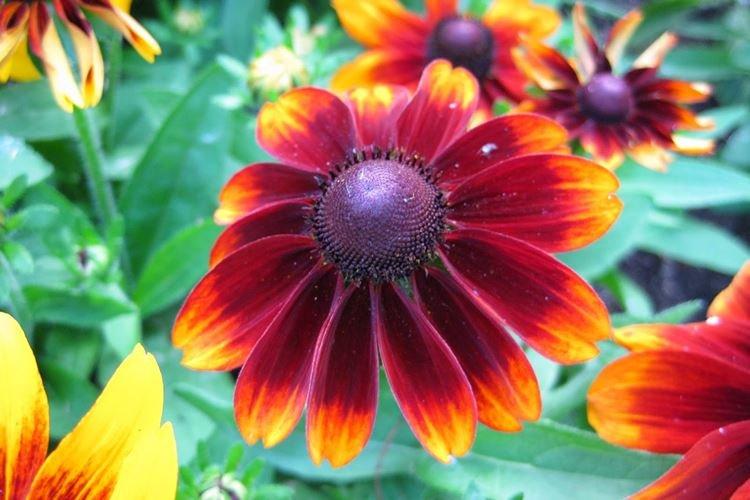 Rudbeckie - photo