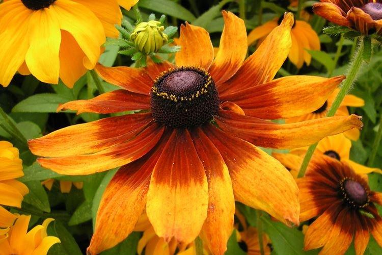 Rudbeckie - photo