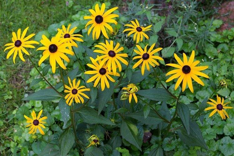 Rudbeckie - photo