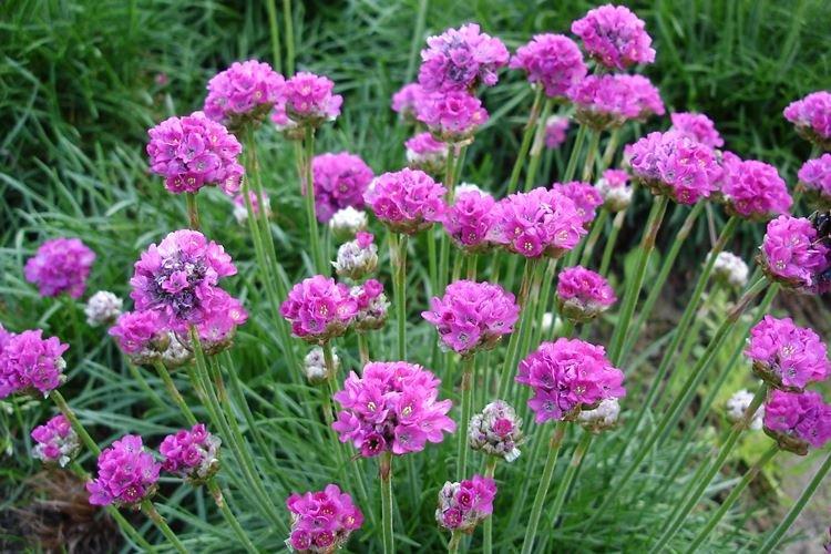 Bord de mer d'Armeria - Des fleurs de jardin qui fleurissent tout l'été