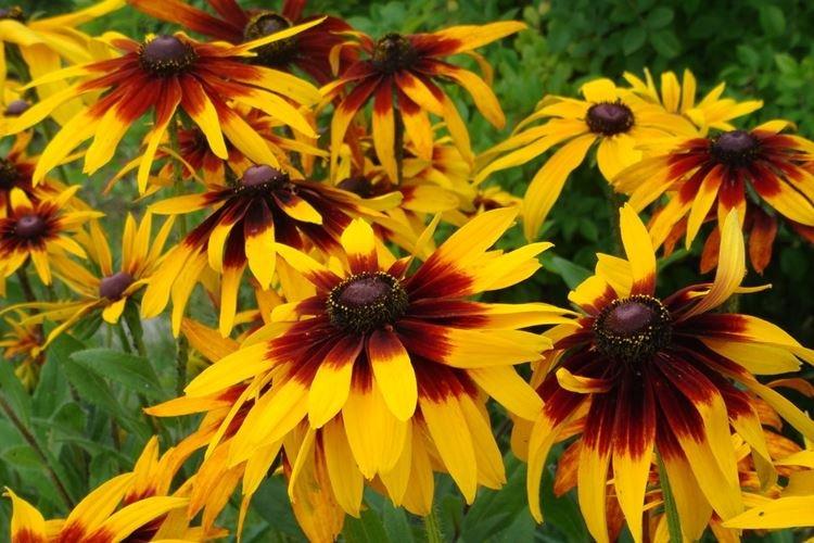 Rudbeckia - Fleurs de jardin qui fleurissent tout l'été