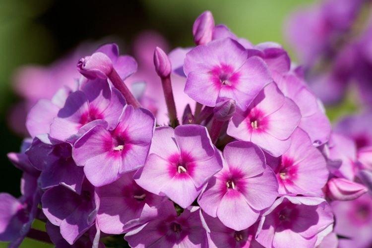 Phlox - Fleurs de jardin qui fleurissent tout l'été