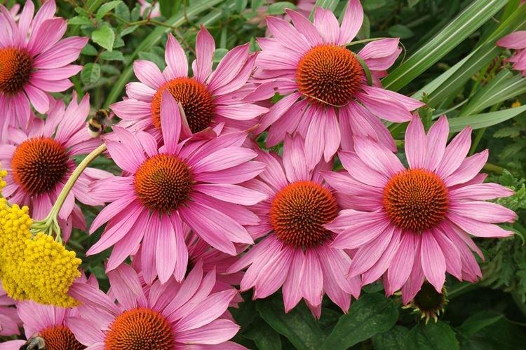 Echinacea - Fleurs de jardin qui fleurissent tout l'été