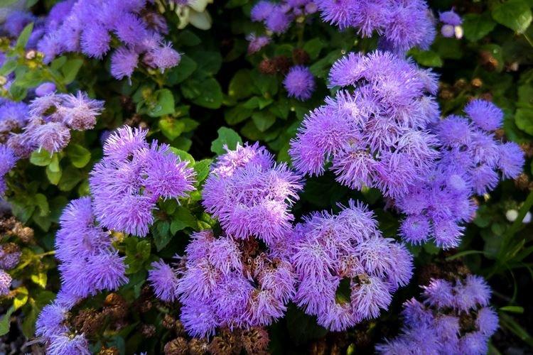Ageratum - Fleurs de jardin qui fleurissent tout l'été