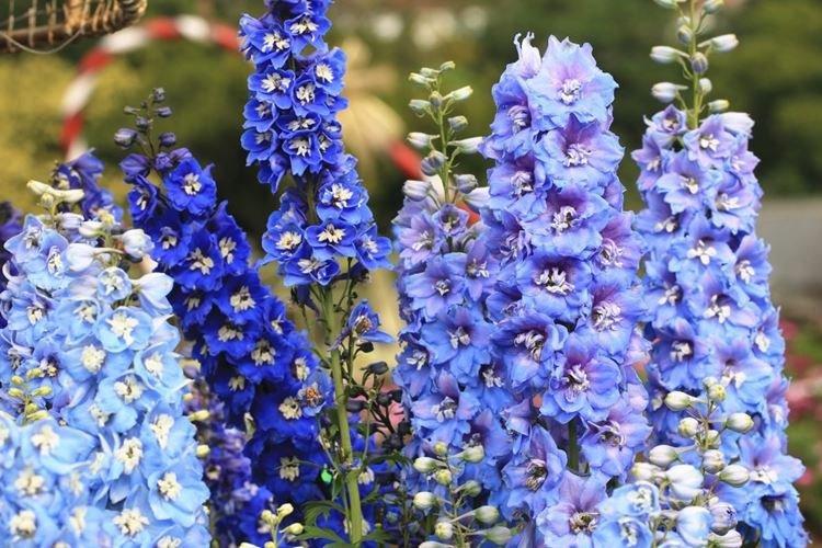 Delphinium - Fleurs de jardin qui fleurissent tout l'été