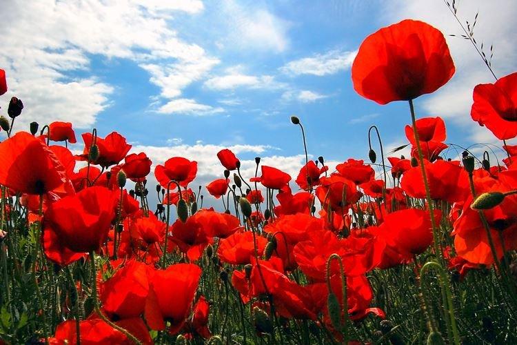 Coquelicot - Fleurs de jardin qui fleurissent tout l'été