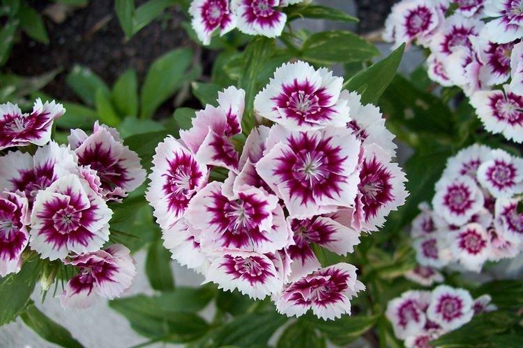 Oeillet vivace - Fleurs de jardin qui fleurissent tout l'été