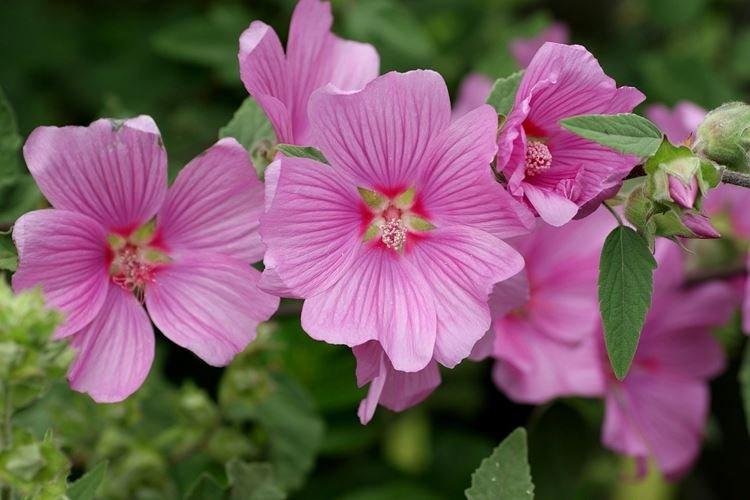 Mauve - Fleurs de jardin qui fleurissent tout l'été