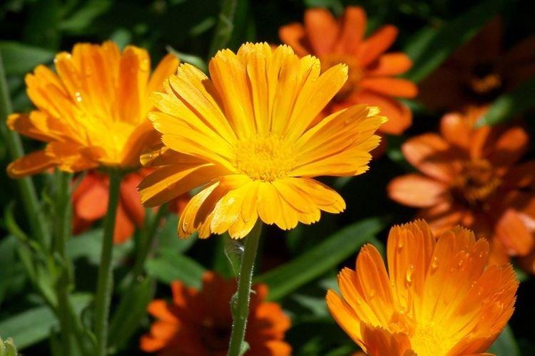 Calendula - Fleurs de jardin qui fleurissent tout l'été