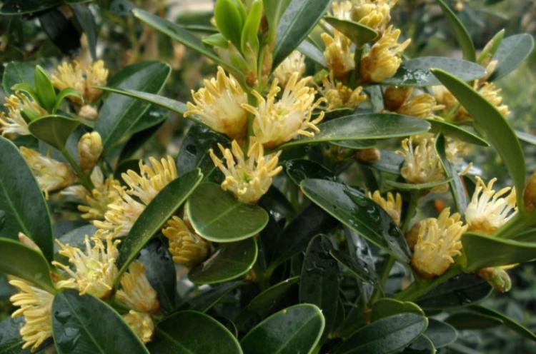 Buis des Baléares - Types de buis