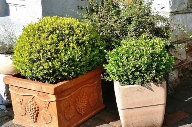 Buis à petites feuilles - Types de buis