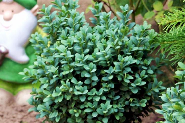 Buis Blauer Heinz - Types de buis