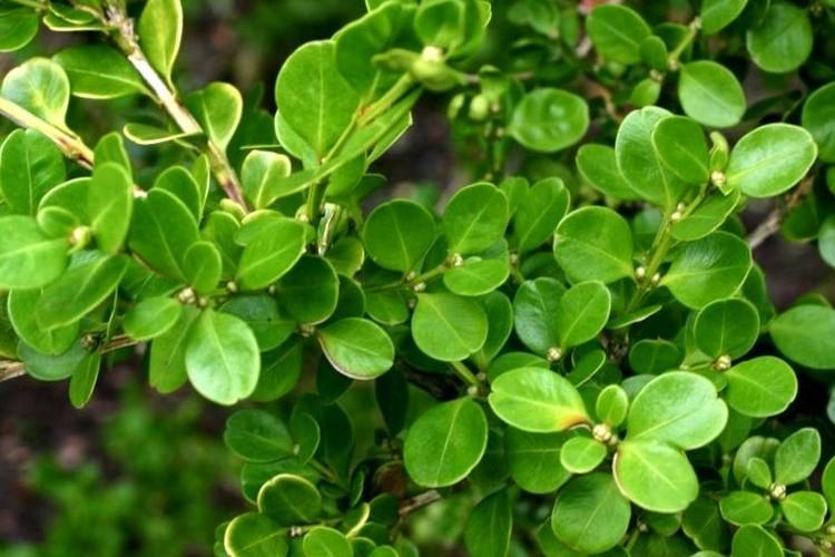 Température - Entretien du buis