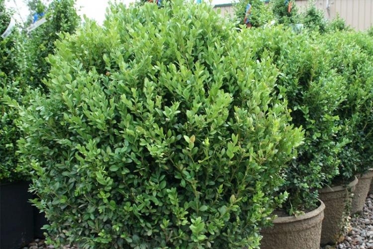 Engrais et fertilisation - Entretien du buis