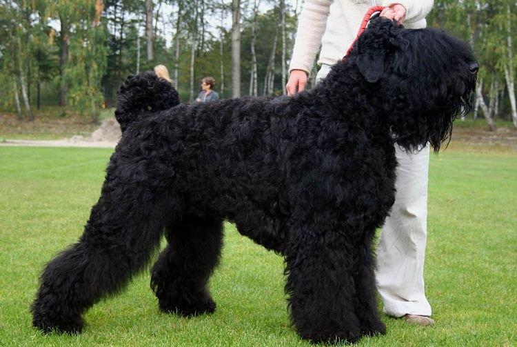 Black Russian Terrier - Les plus grands chiens du monde