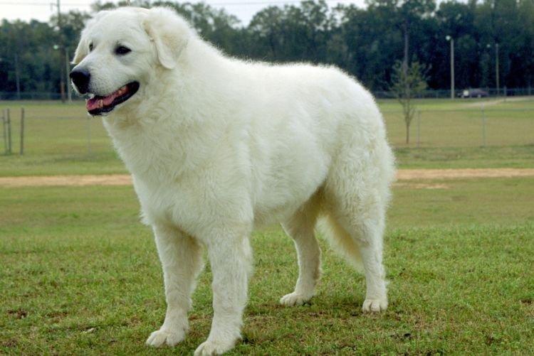 Kuvasz - Les plus gros chiens du monde