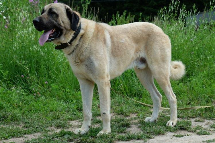 Berger d'Anatolie - Les plus grands chiens du monde