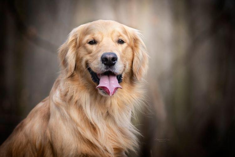 Golden Retriever - Les races de chiens les plus gentilles