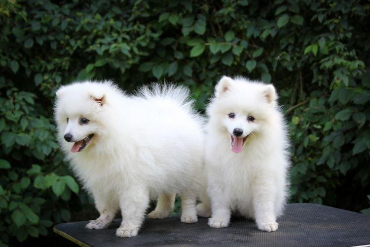 Spitz japonais - Les races de chiens les plus gentilles