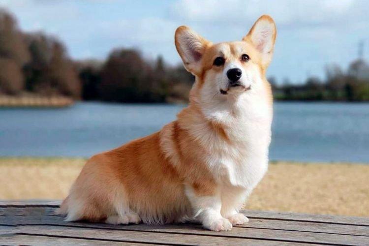 Corgi - Les races de chiens les plus gentilles