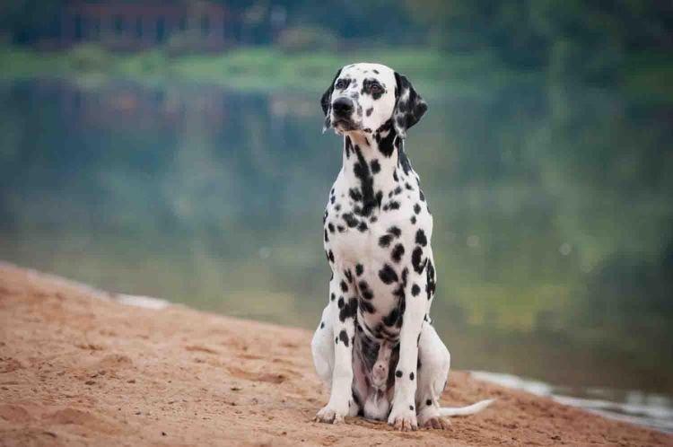 Dalmatien - Les races de chiens les plus gentilles