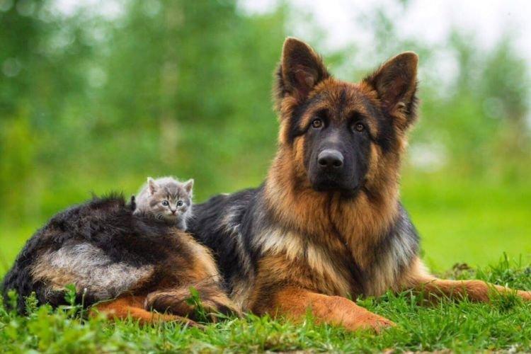 Berger Allemand - Les races de chiens les plus gentilles