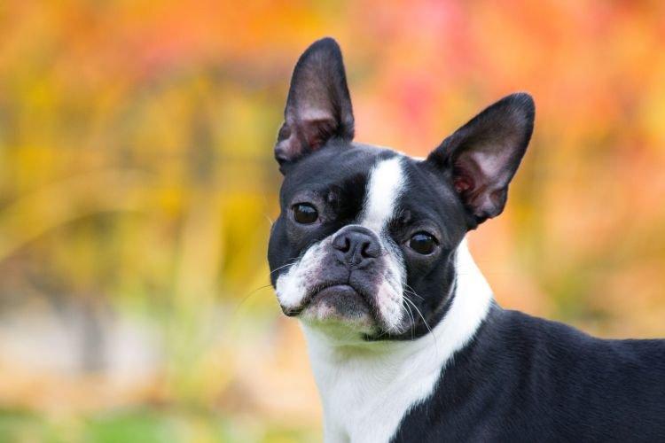 Boston Terrier - Les races de chiens les plus gentilles