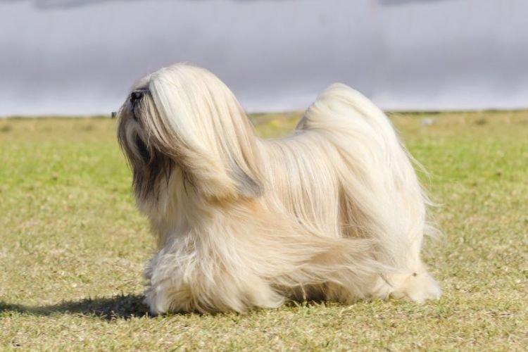 Lhassa Apso - Les races de chiens les plus gentilles