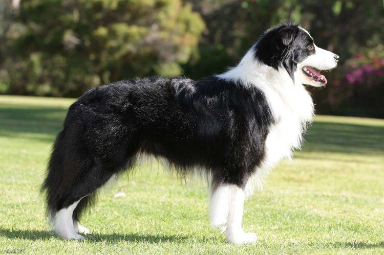 Border Collie - Les races de chiens les plus gentilles