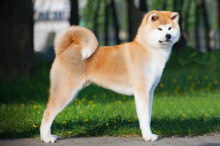 Akita Inu - Les races de chiens les plus chères au monde
