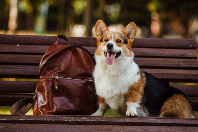 Welsh Corgi Pembroke - Les races de chiens les plus chères au monde
