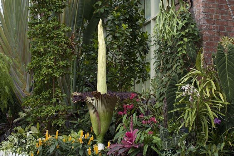 Amorphophallus titanic - Les plus belles fleurs du monde