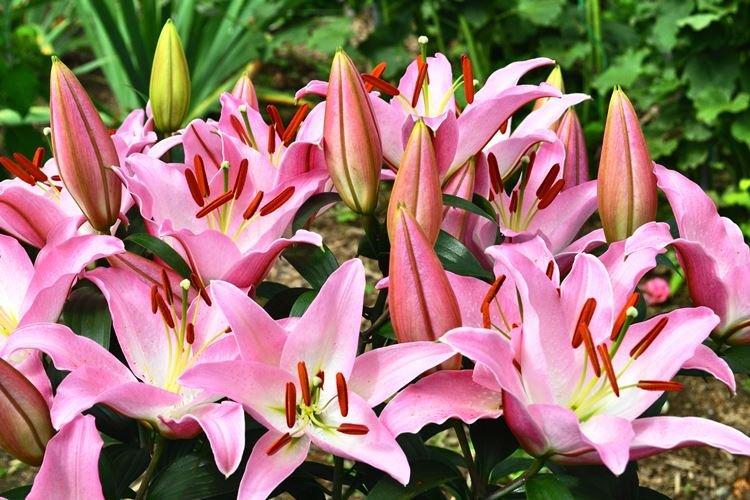 Lily - Les plus belles fleurs du monde