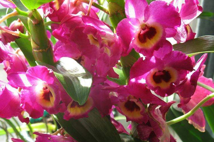 Dendrobium - Les plus belles fleurs du monde