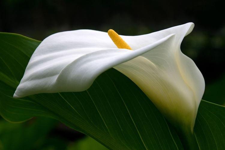Calla - Les plus belles fleurs du monde