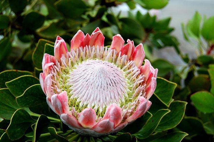 Protea - Les plus belles fleurs du monde