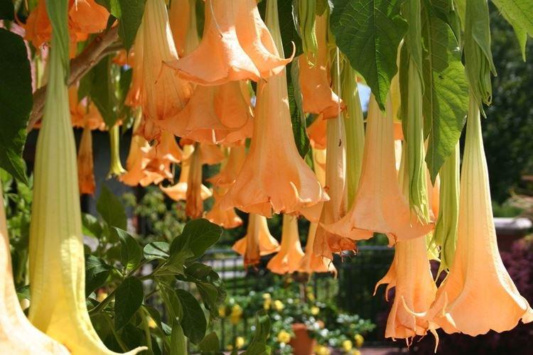 Brugmansia - Les plus belles fleurs du monde